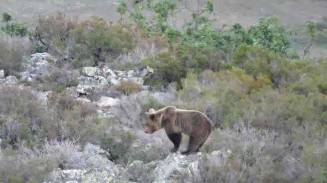 El oso pardo reina de nuevo en las montañas españolas