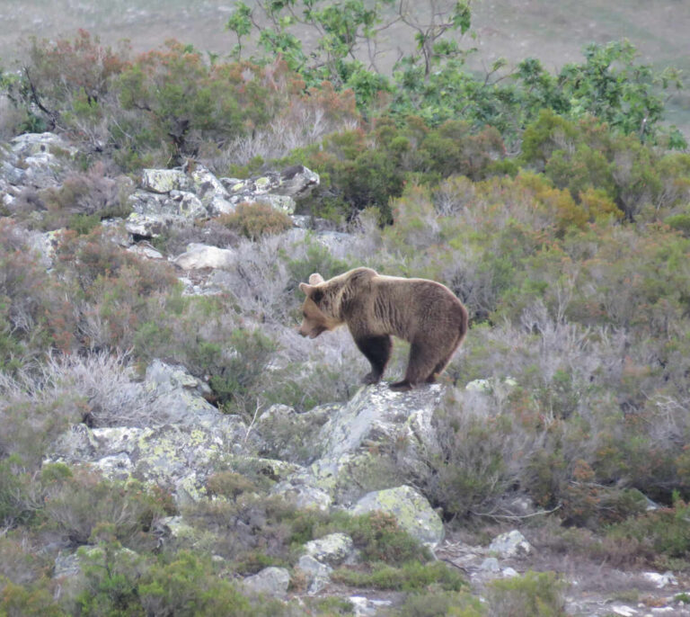 El oso pardo reina de nuevo en las montañas españolas