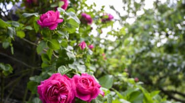 La antigua flor española recuperada por el CSIC que puede marcar un hito en la perfumería