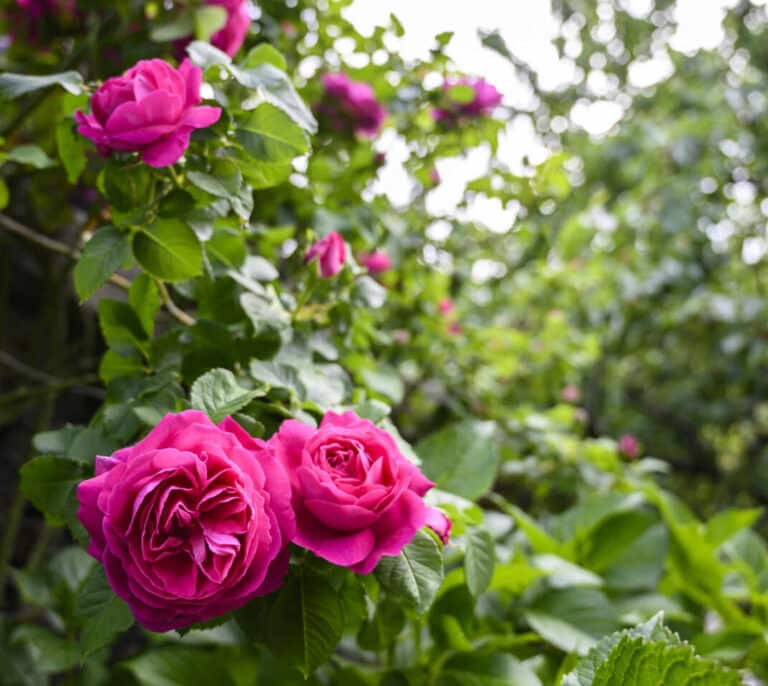 La antigua flor española recuperada por el CSIC que puede marcar un hito en la perfumería