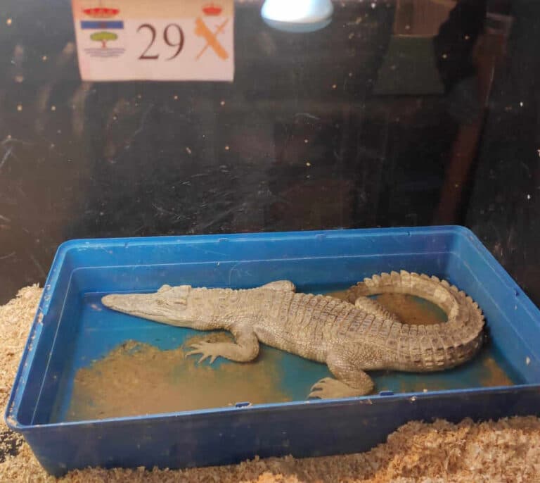 La Guardia Civil incauta cocodrilos, pitones y otros reptiles en una finca de Barcelona