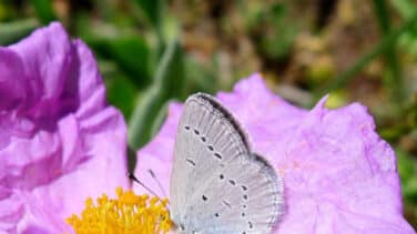 Descubren por qué cambian de color las mariposas