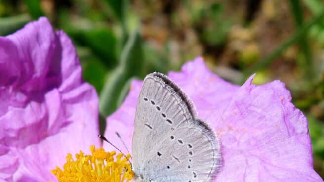 Mariposa 'Cupido lorquinii'.