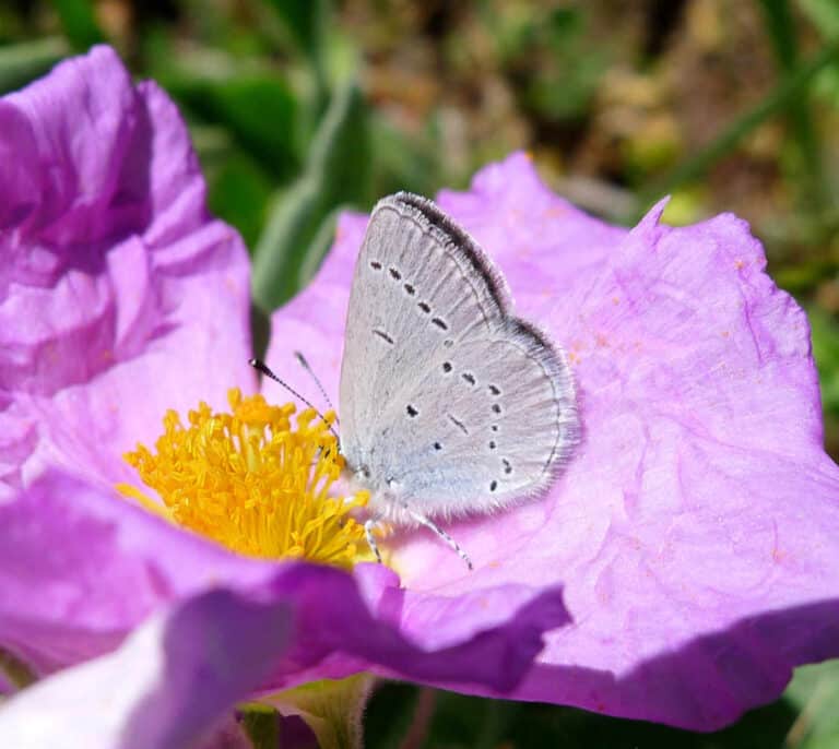 Descubren por qué cambian de color las mariposas