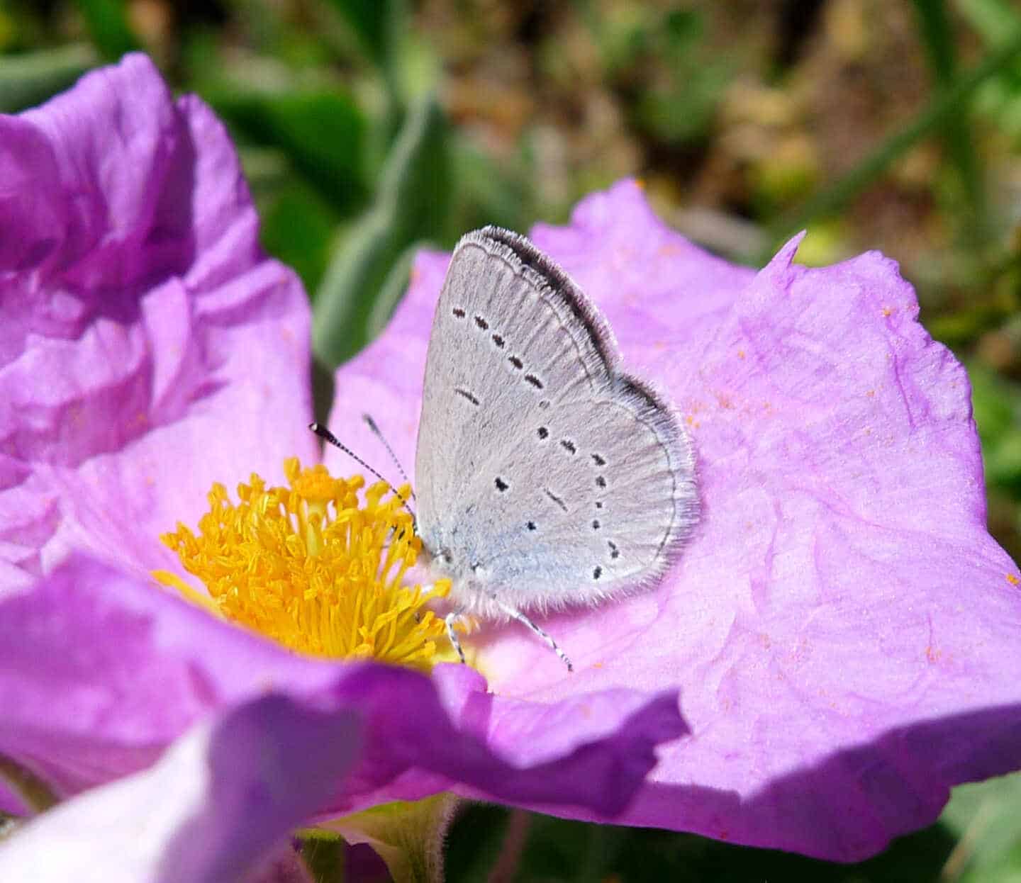 Mariposa 'Cupido lorquinii'.