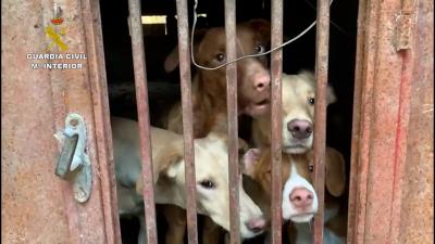 VÍDEO | Encuentran una finca en Madrid con 22 perros en condiciones "deplorables" y restos cadavéricos