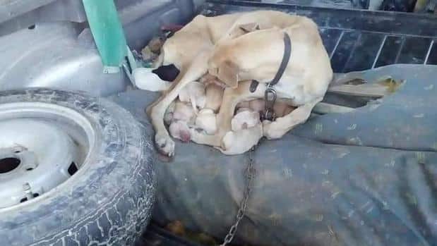 Investigan la muerte de una galga y sus cachorros atada en el maletero de un coche viejo en Alicante