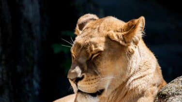 Los leones del Zoo de Barcelona han pasado el Covid