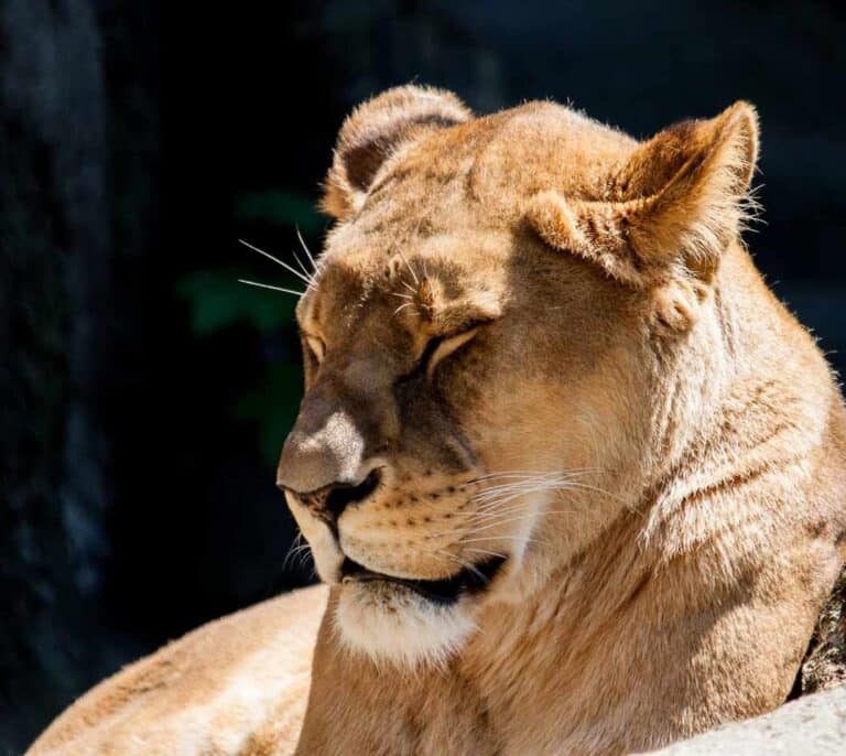 Los leones del Zoo de Barcelona han pasado el Covid