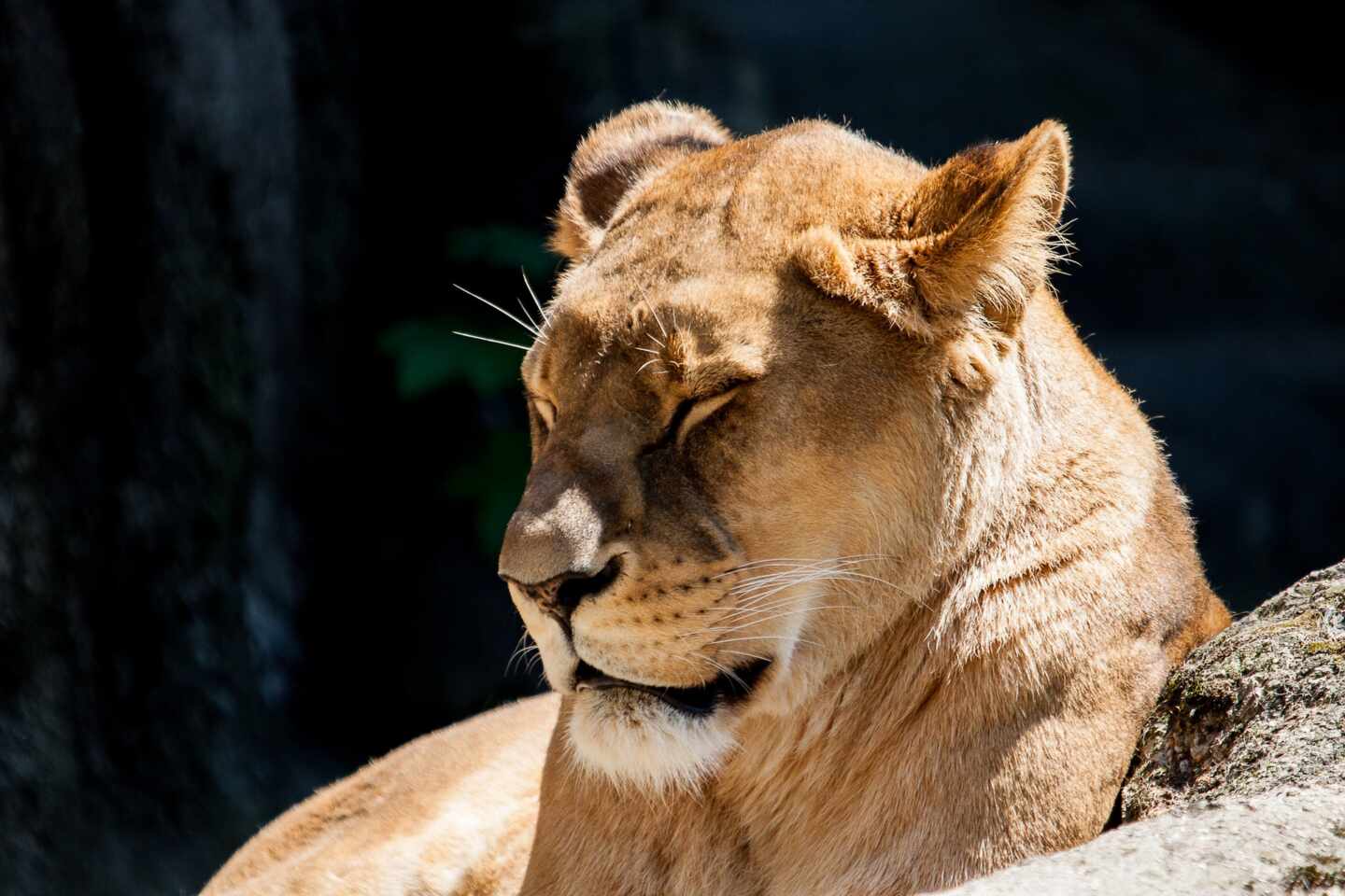 Los leones del Zoo de Barcelona han pasado el Covid