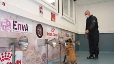¿Pueden los perros detectar con el olfato a personas con Covid?