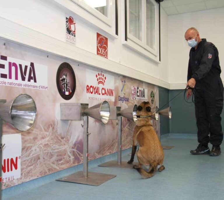 ¿Pueden los perros detectar con el olfato a personas con Covid?