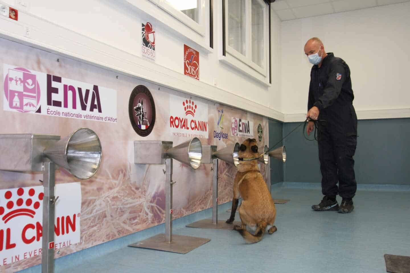 ¿Pueden los perros detectar con el olfato a personas con Covid?