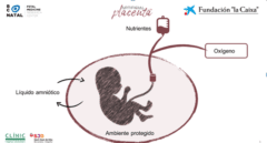 La Fundación La Caixa presenta el primer proyecto europeo de placenta artificial