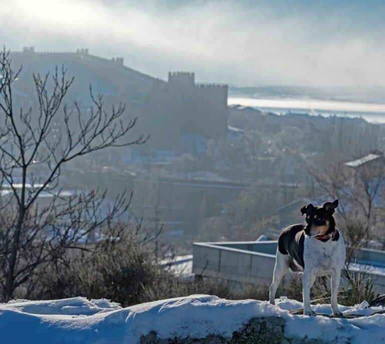 El tiempo en España: 11 comunidades, en aviso por lluvia, viento, mínimas y nieve