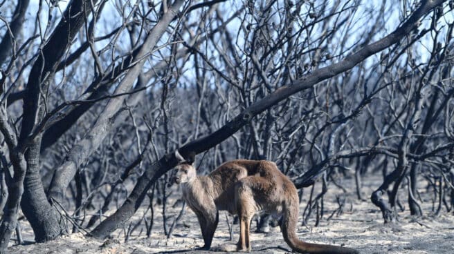 Un canguro en los incendios de Australia 2020 ha sido el año más cálido registrado en el planeta junto con 2016