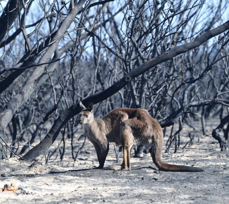 2020 ha sido el año más cálido registrado en el planeta junto con 2016