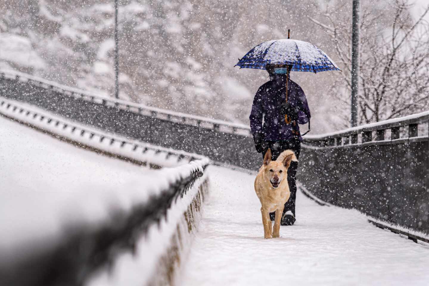 ¿Qué temperatura puede soportar un perro?