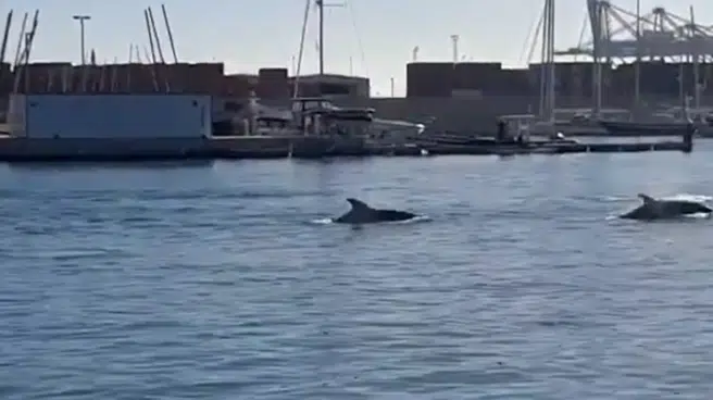 Avistan una docena de delfines junto al antiguo puerto de Valencia
