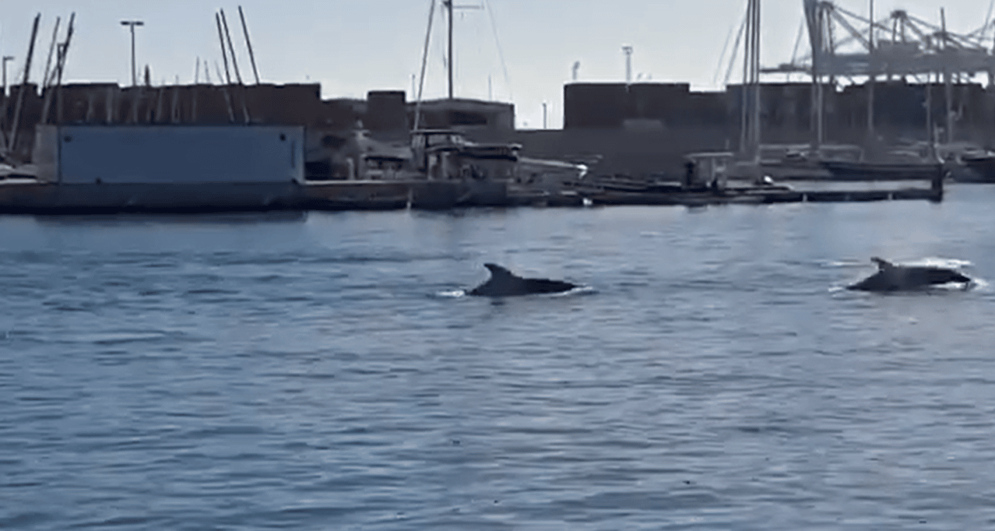 Avistan una docena de delfines junto al antiguo puerto de Valencia