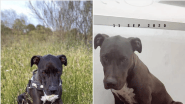Las redes se vuelcan para encontrar a Brutus, un perro desaparecido tras la explosión