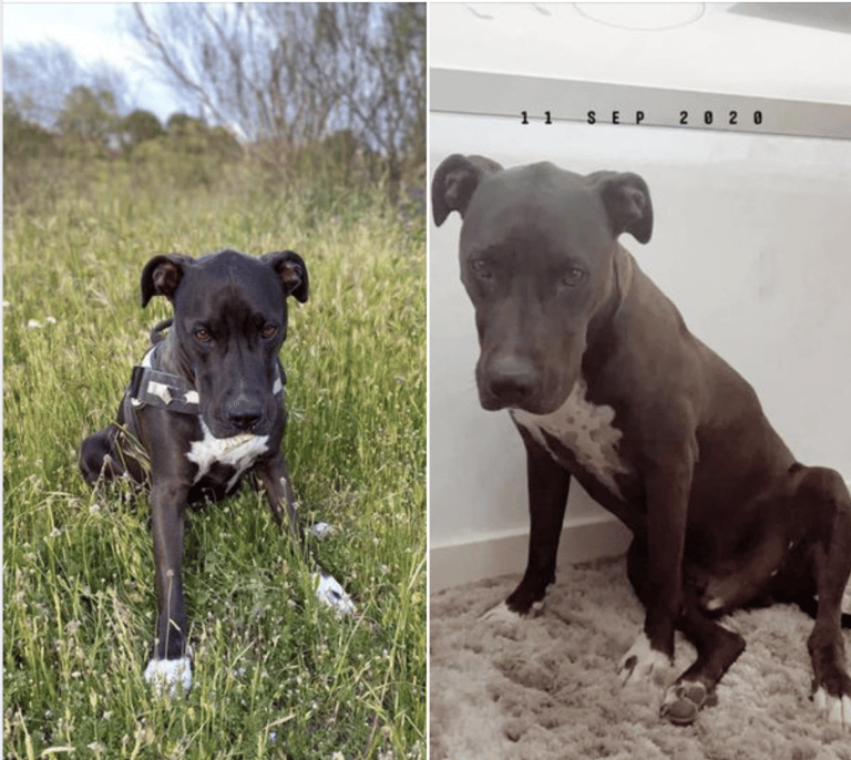 Las redes se vuelcan para encontrar a Brutus, un perro desaparecido tras la explosión