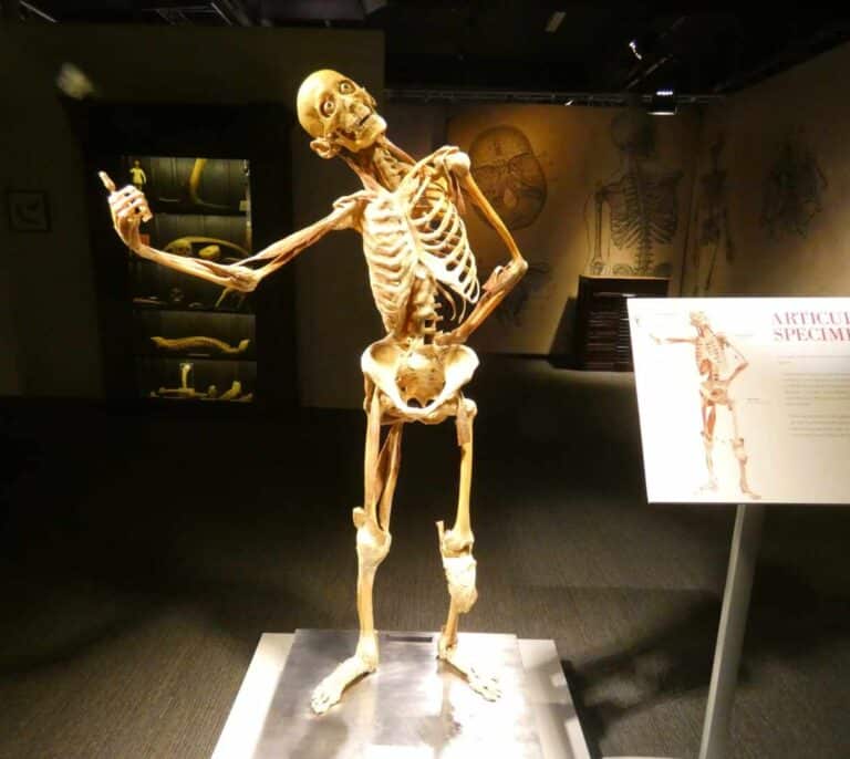 Casi la mitad de la clase trabajadora medieval padeció fracturas óseas