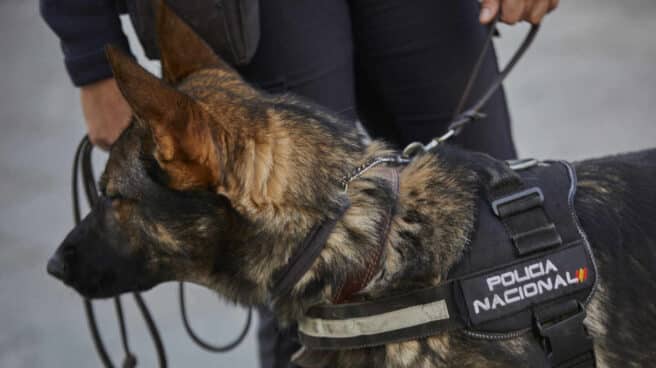 Hallan el cuerpo sin vida de una mujer devorado parcialmente por un perro