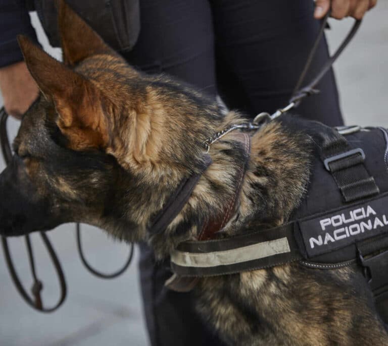 Hallan el cuerpo sin vida de una mujer devorado parcialmente por un perro