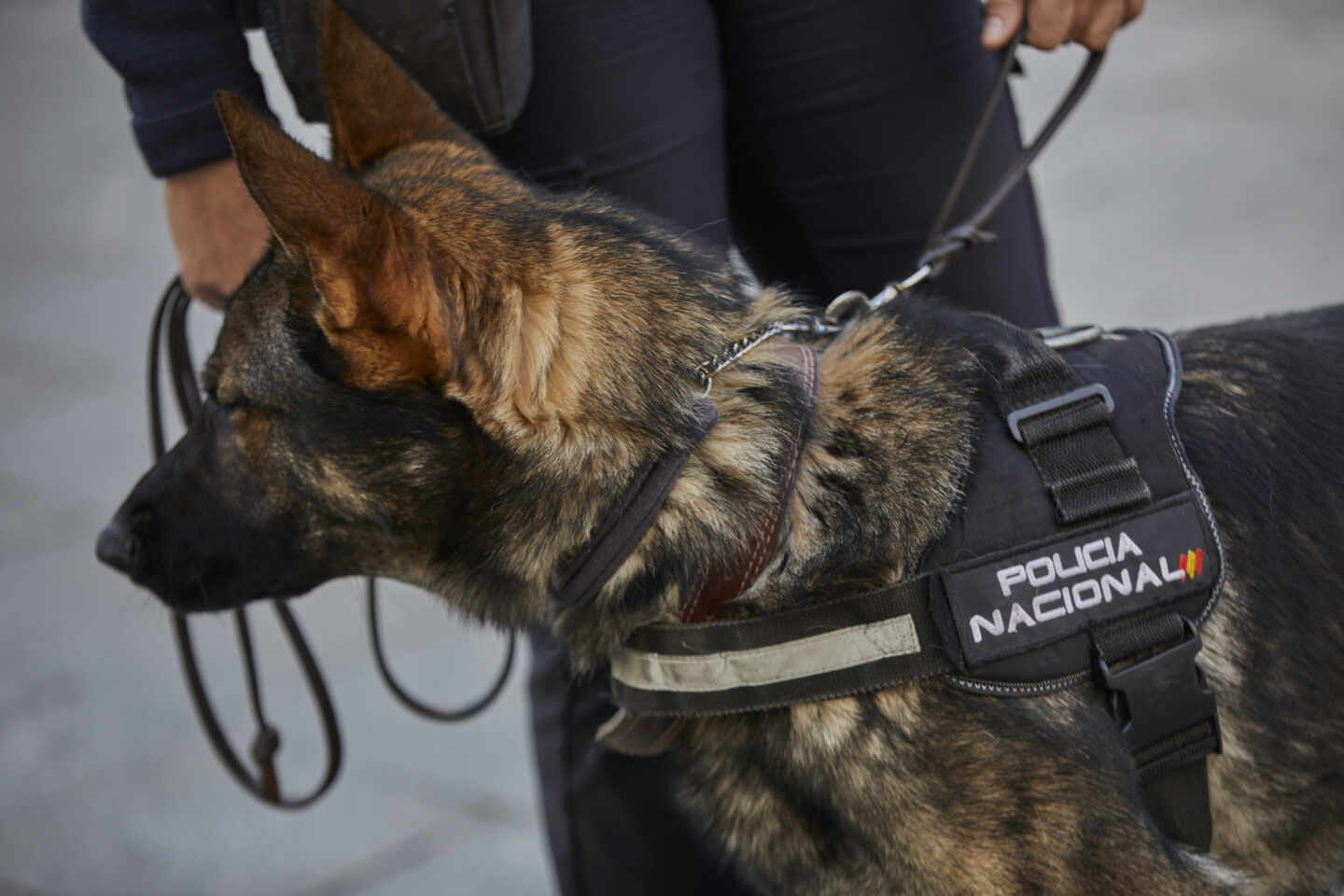 Hallan el cuerpo sin vida de una mujer devorado parcialmente por un perro