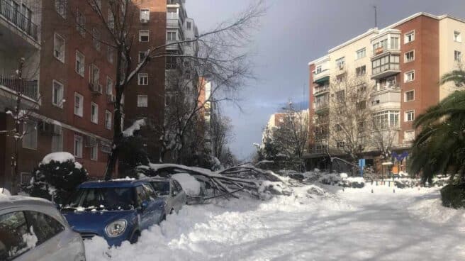 Árboles caídos en una calle de Madrid.