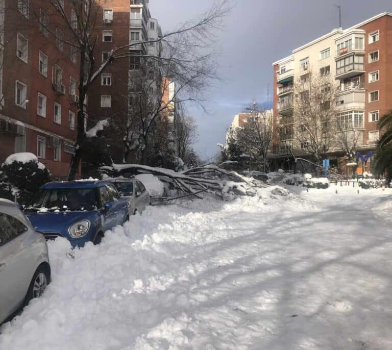 El Ayuntamiento de Madrid avisa: pueden "seguir cayendo" árboles