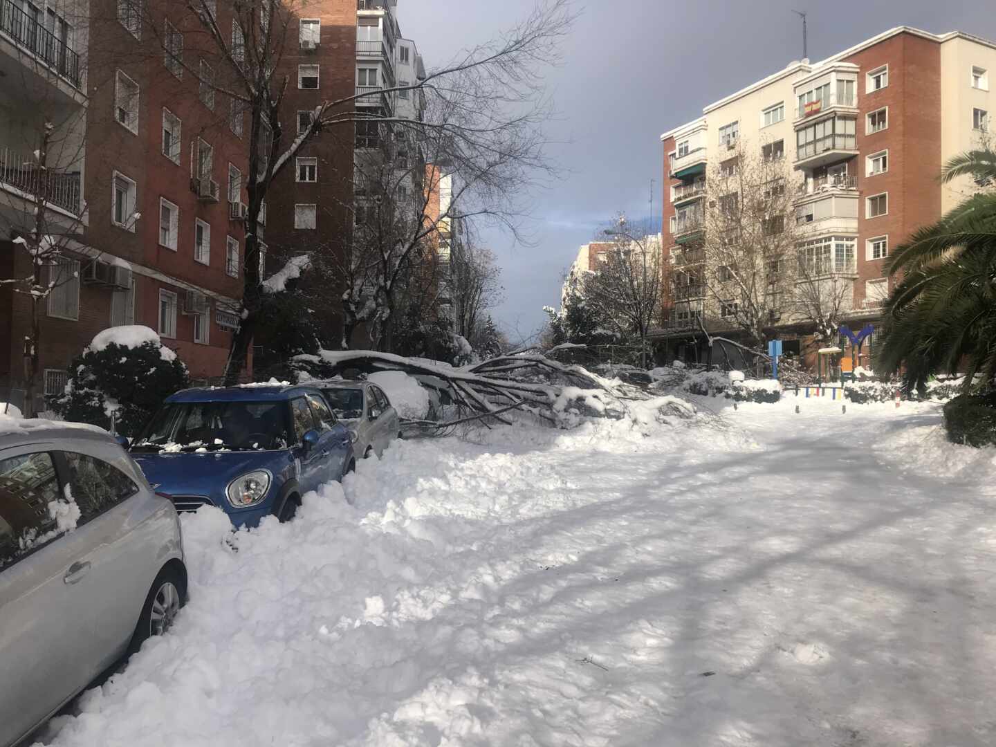 Árboles caídos en una calle de Madrid.