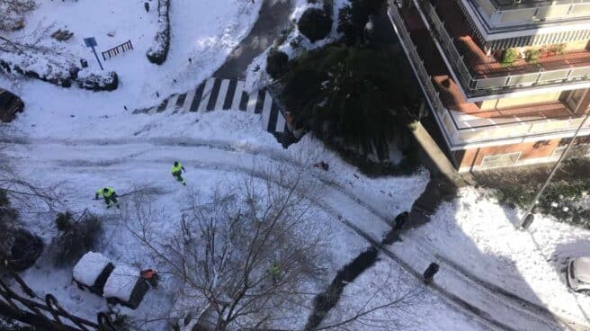 Árbol caído en Madrid por el temporal.