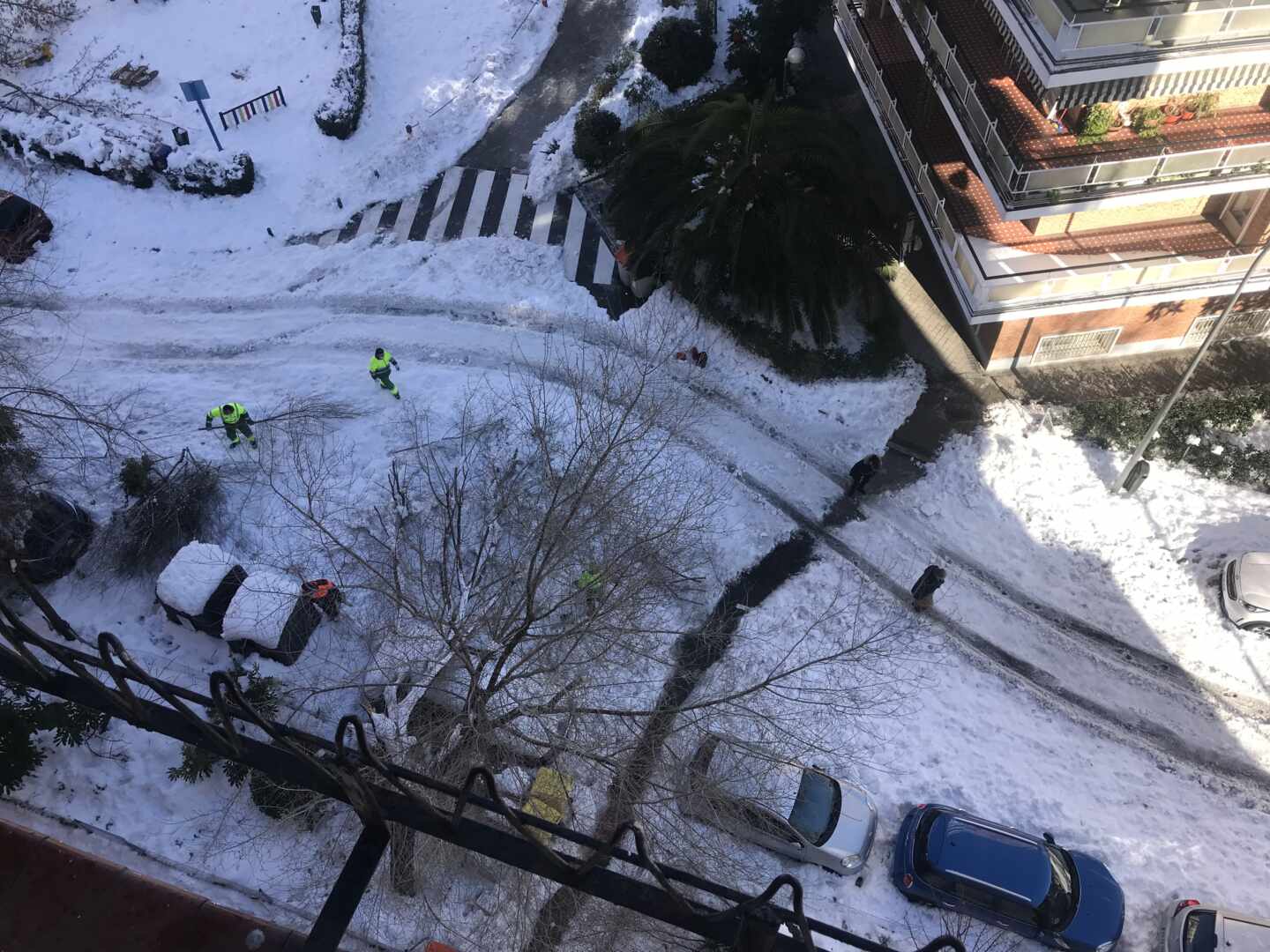 Árbol caído en Madrid por el temporal.