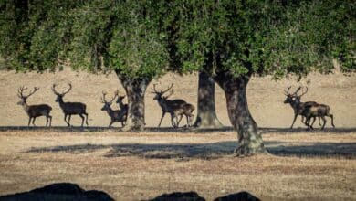 Quintos de Mora: un 30% más de ciervos abatidos durante 2020