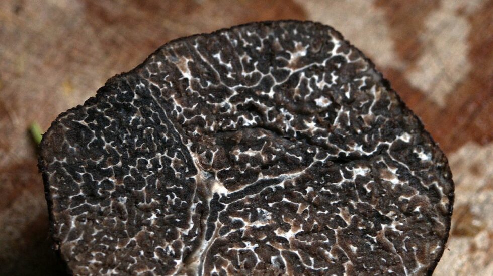 trufa-negra-invierno-1200x900