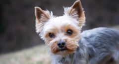 Ley de bienestar animal: para tener un animal de compañía será necesario un curso de formación