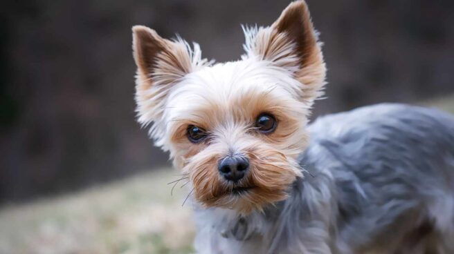 Perro de la raza Yorkshire Terrier.