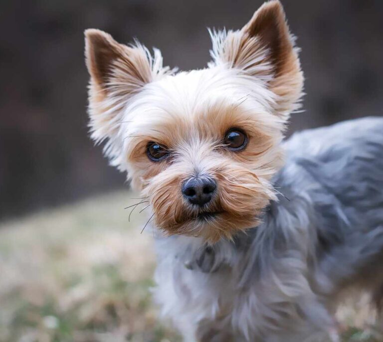 Ley de bienestar animal: para tener un animal de compañía será necesario un curso de formación