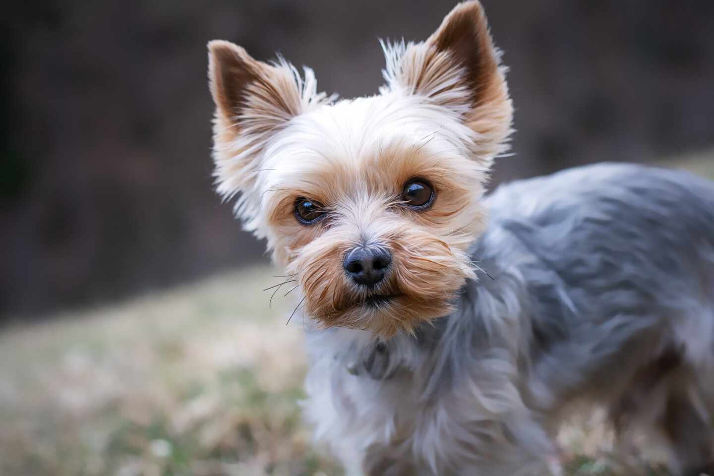 Perro de la raza Yorkshire Terrier.