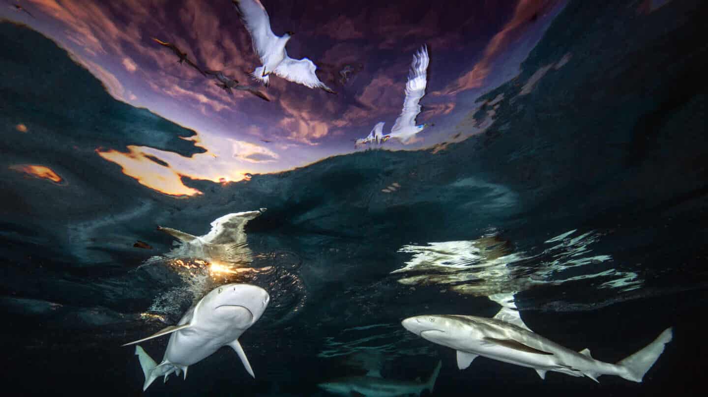 Fotografía Sharks' Skylight de Renee Capozzola
