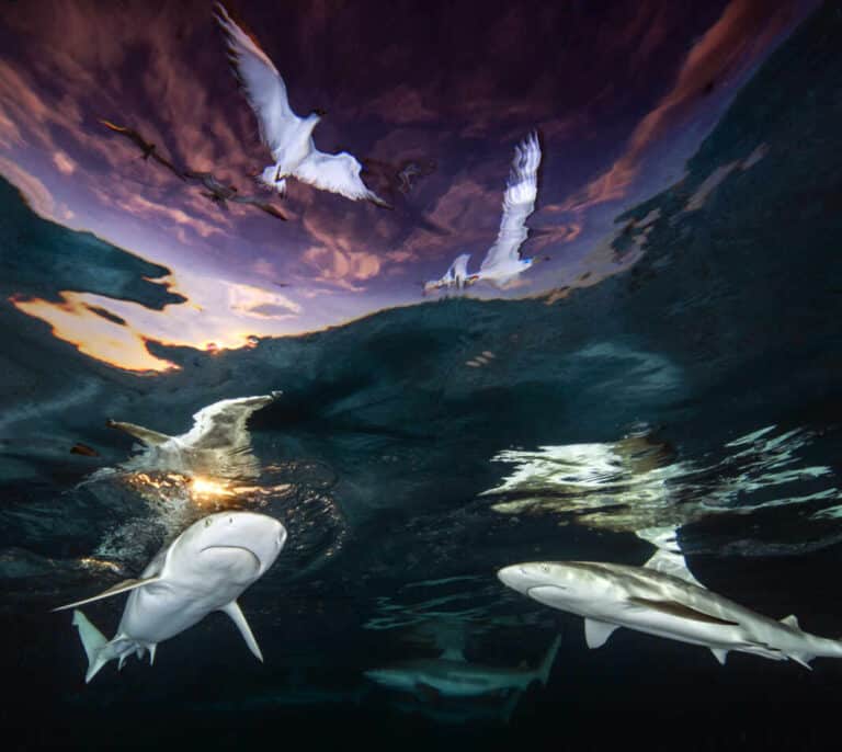 Fotografía submarina: las mejores imágenes de 2021