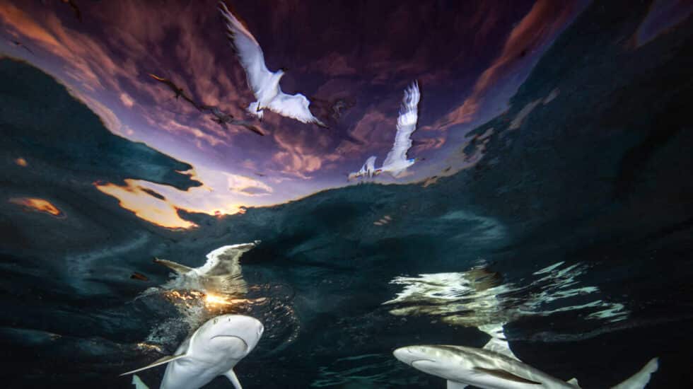 Fotografía Sharks' Skylight de Renee Capozzola