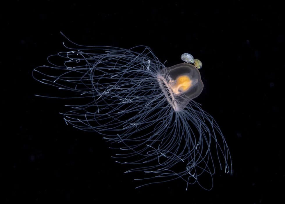 Fotografía submarina de una medusa en el océano de Renee Capozzola