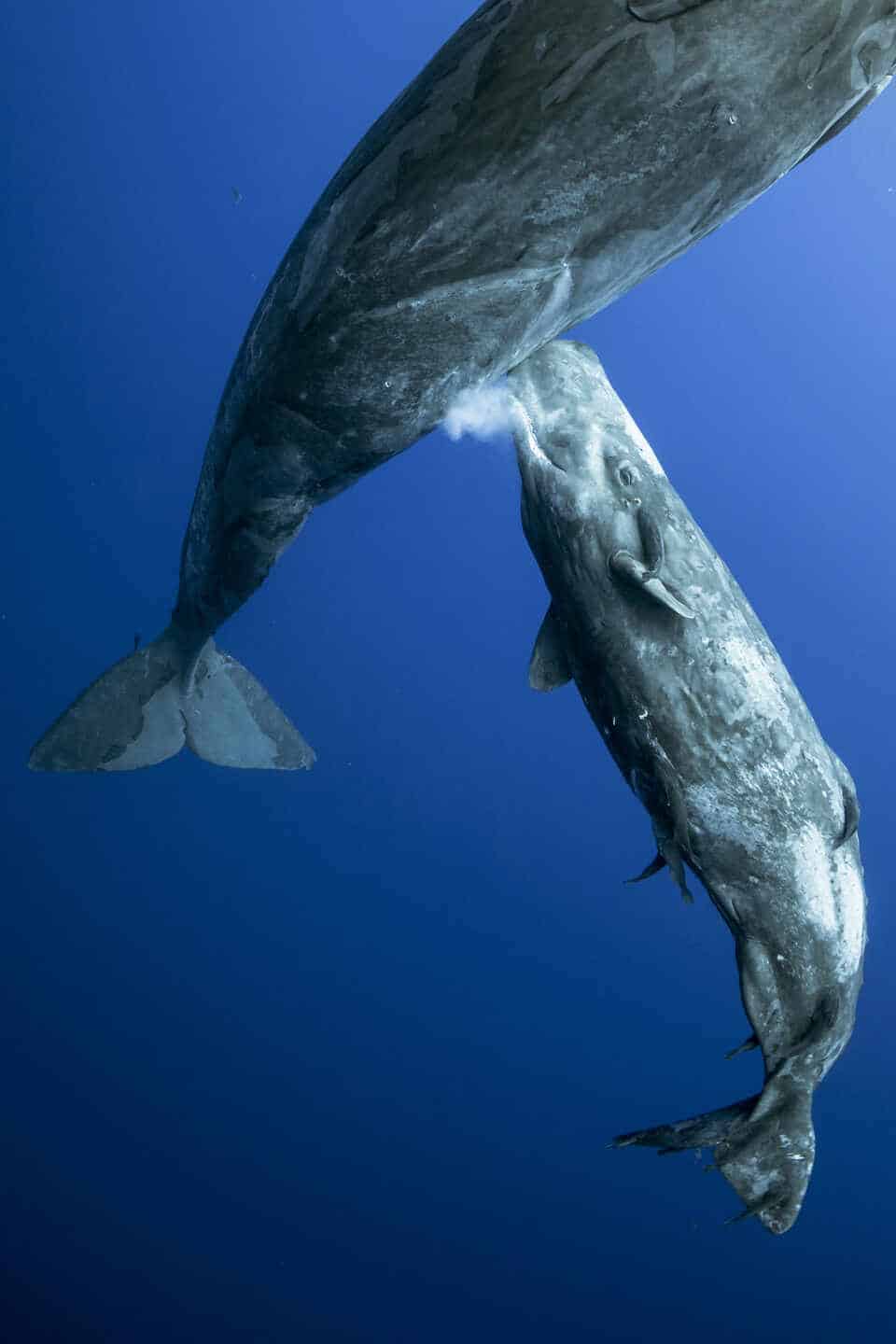 Fotografía submarina de una ballena amantando a su cachalote de Renee Capozzola