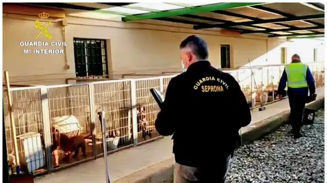 Detenidos un criador y un veterinario por cortar a diez perros las cuerdas vocales