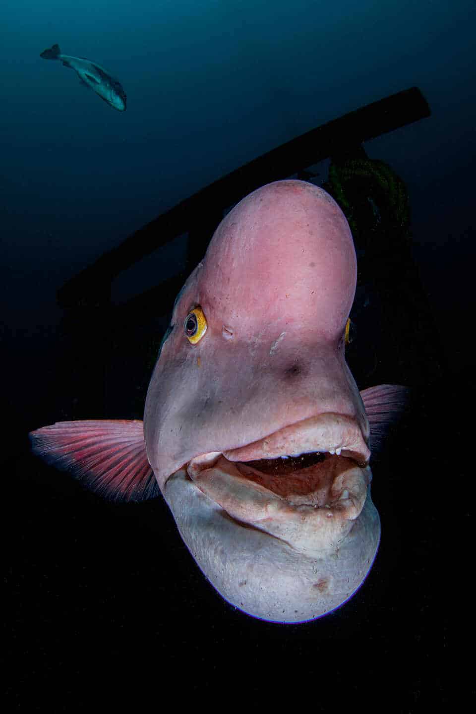 Fotografía submarina del pez napoleón asiático de Renee Capozzola