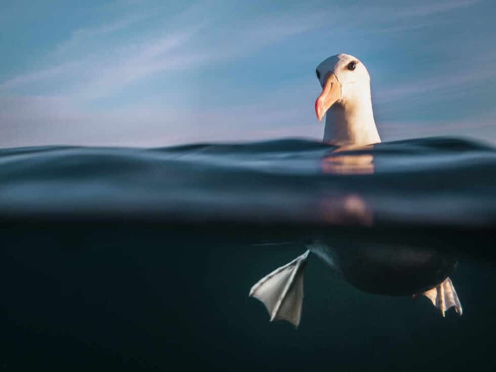 Fotografía submarina de un Albatros de ceja negra de Renee Capozzola