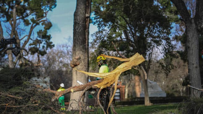 Un operario realiza trabajos de supervisión de árboles en El Retiro, en Madrid